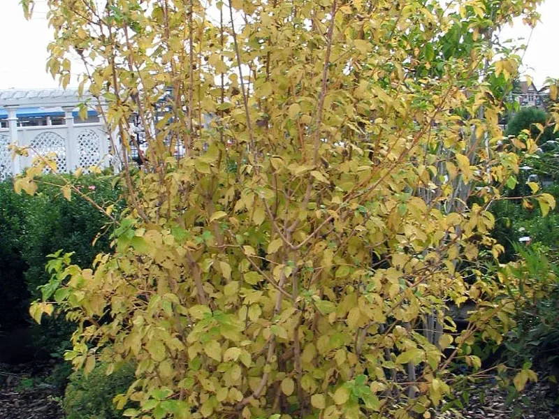 Bloodtwig dogwood 'Midwinter Fire' (Cornus sanguinea 'Midwinter Fire')