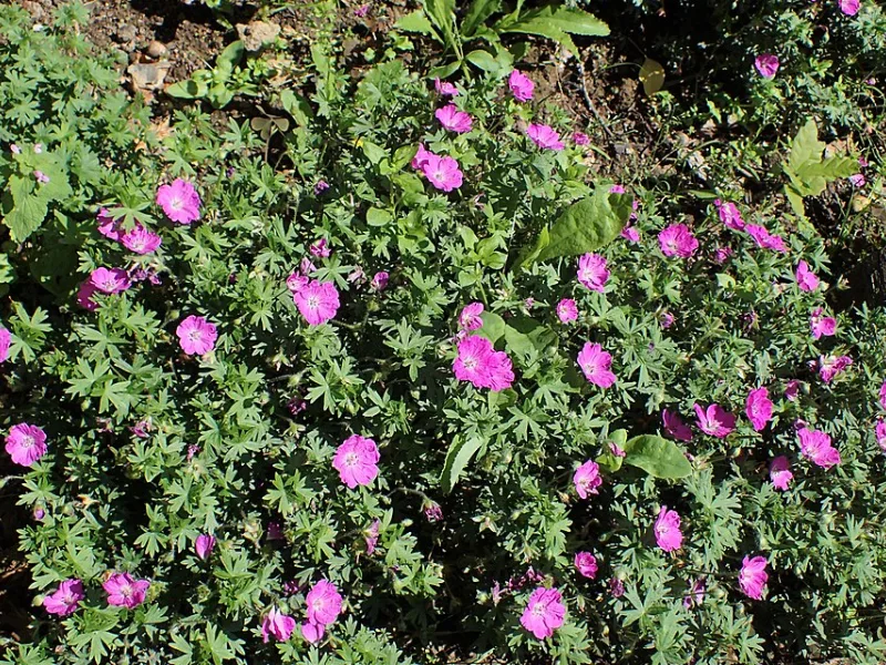 Bloody cranesbill 'Max Frei' (Geranium sanguineum 'Max Frei') in flower