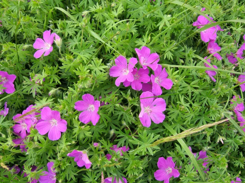 Bloody cranesbill (Geranium sanguineum) in flower