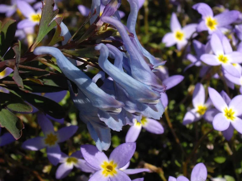 Blue corydalis 'China Blue' (Corydalis flexuosa 'China Blue') in flower
