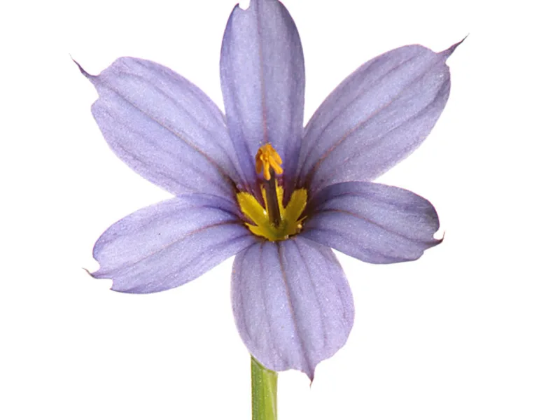 Blue-eyed grass (Sisyrinchium angustifolium) in flower