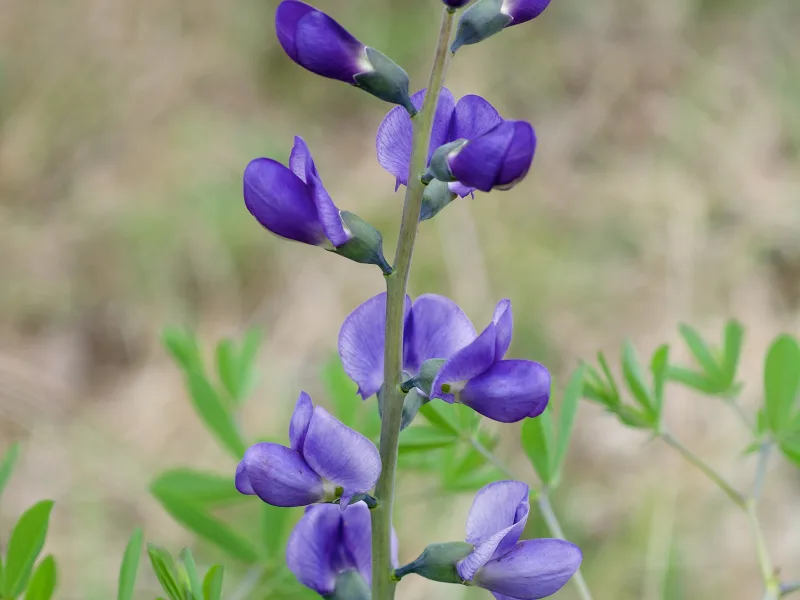 Blue false indigo (Baptisia australis) in flower