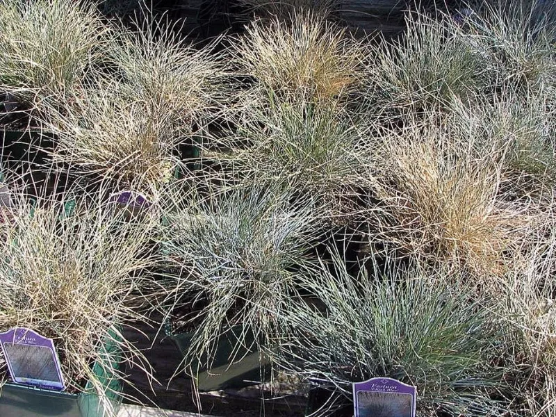 Blue fescue 'Elijah Blue' (Festuca glauca 'Elijah Blue')