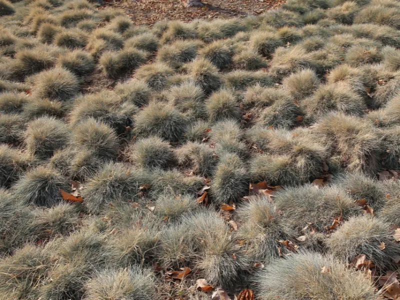 Blue fescue (Festuca glauca)