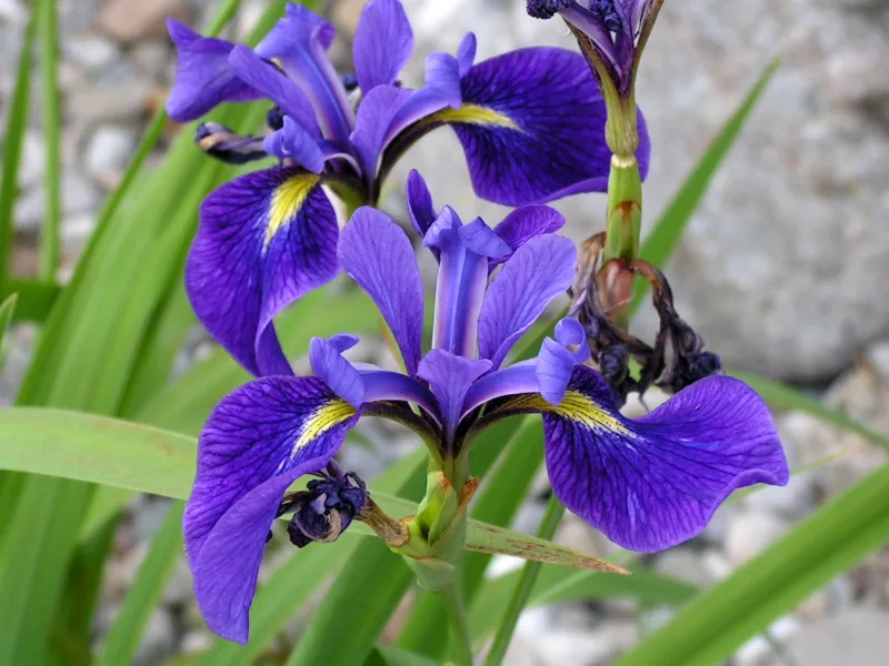 Blue flag iris (Iris versicolor) in flower