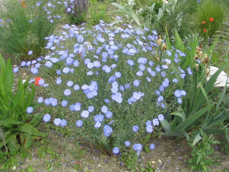 Blue flax (Linum perenne) in flower
