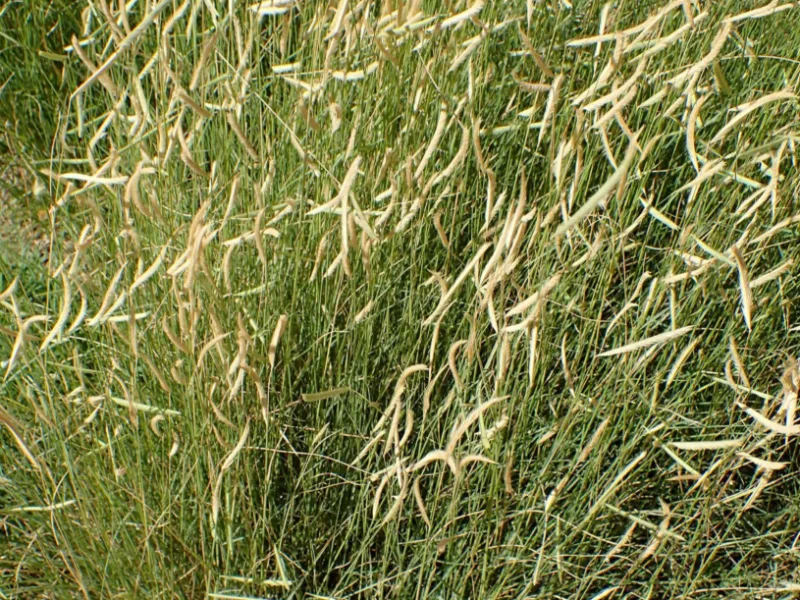 Blue grama 'Blonde Ambition' (Bouteloua gracilis 'Blonde Ambition') in flower