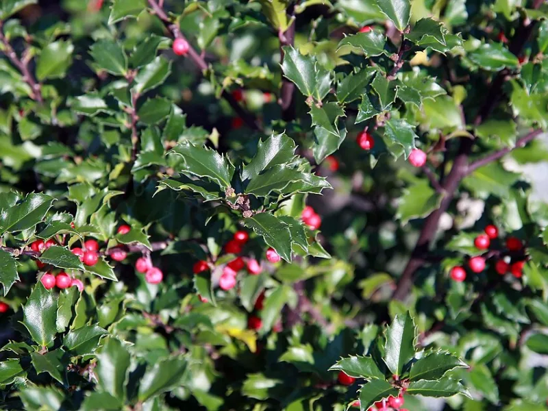 Blue holly 'Blue Princess' (Ilex x meserveae 'Blue Princess')