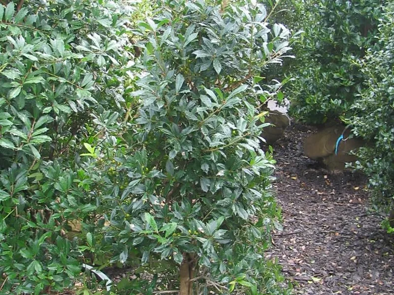 Blue holly (Ilex x meserveae)