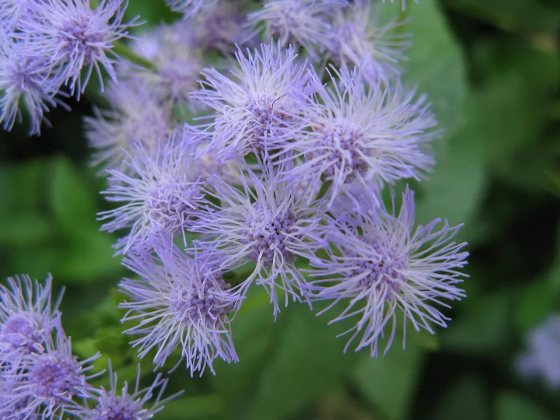 Blue mistflower (Conoclinium coelestinum) in flower