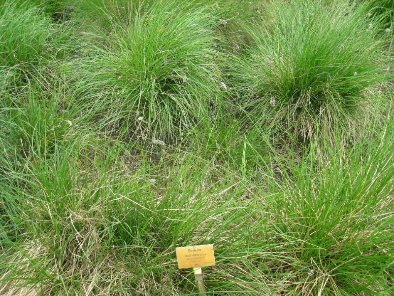 Blue moor grass (Sesleria caerulea) in flower