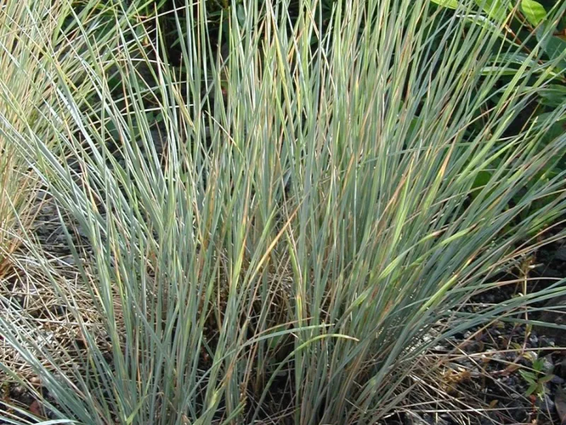 Blue oat grass (Helictotrichon sempervirens) in flower