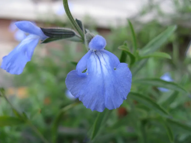 Blue sage (Salvia azurea) in flower