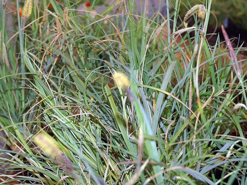 Blue sedge 'Blue Zinger' (Carex flacca 'Blue Zinger')