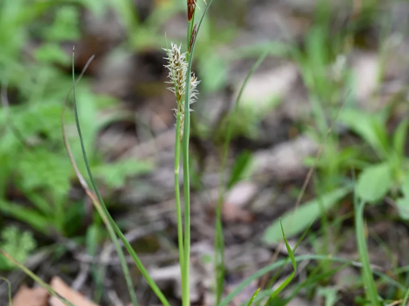 Blue sedge (Carex flacca)