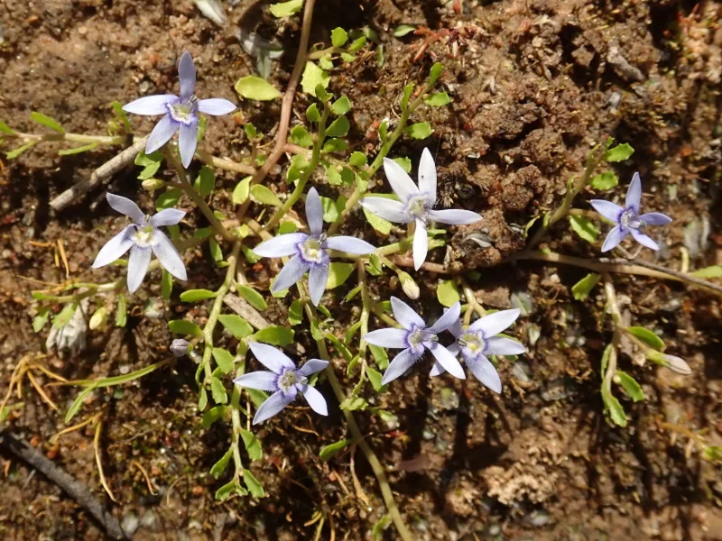 Blue star creeper (Isotoma fluviatilis) in flower