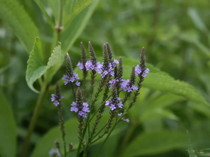 Blue vervain (Verbena hastata) in flower