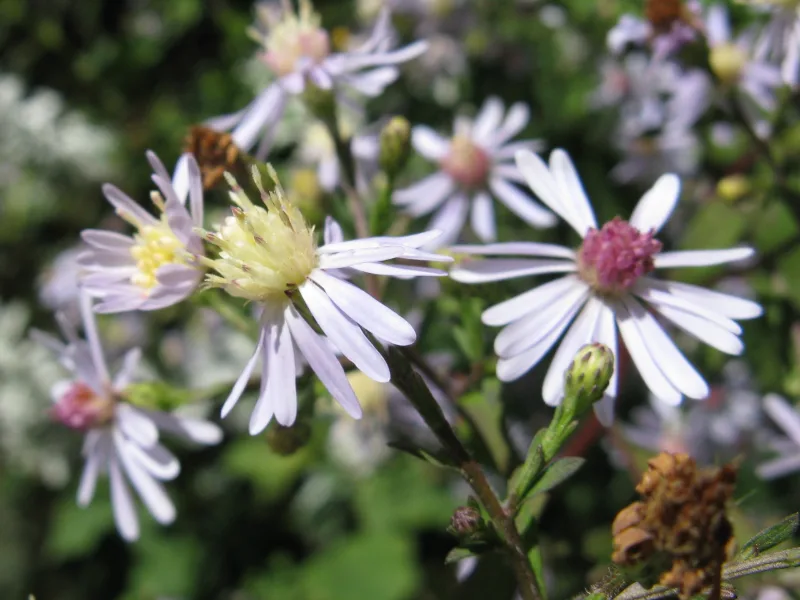 Blue wood aster (Symphyotrichum cordifolium) in flower