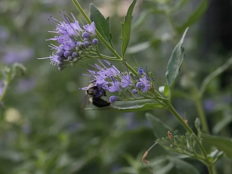 Bluebeard 'Dark Knight' (Caryopteris x clandonensis 'Dark Knight') in flower