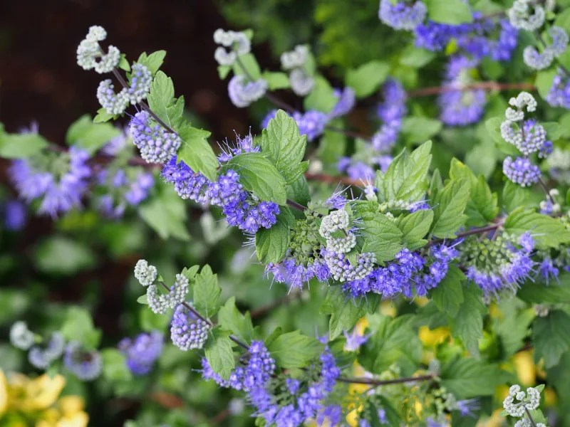Bluebeard (Caryopteris x clandonensis) in flower