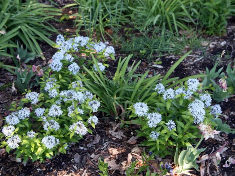 Bluestar 'Blue Ice' (Amsonia 'Blue Ice') in flower