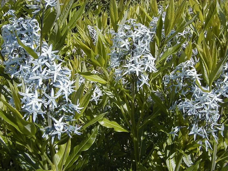 Bluestar 'Storm Cloud' (Amsonia tabernaemontana 'Storm Cloud') in flower
