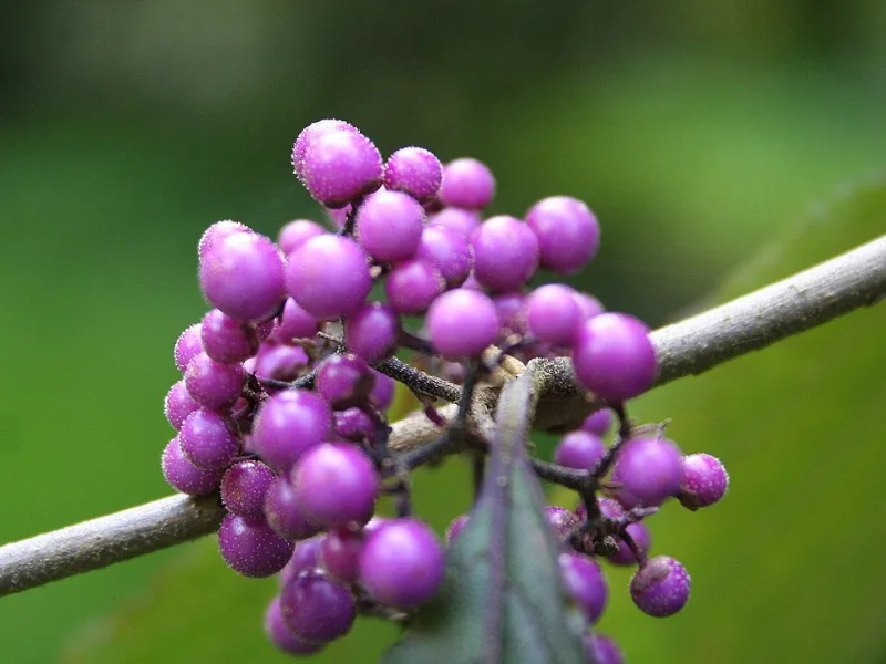 Bodinier's beautyberry 'Profusion' (Callicarpa bodinieri var. giraldii 'Profusion') in flower