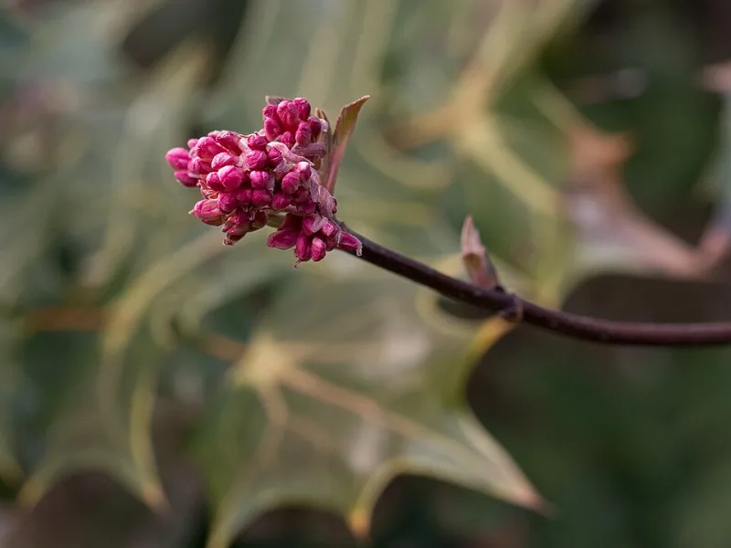 Bodnant viburnum 'Dawn' (Viburnum x bodnantense 'Dawn') in flower