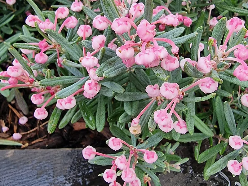 Bog rosemary 'Blue Ice' (Andromeda polifolia 'Blue Ice') in flower