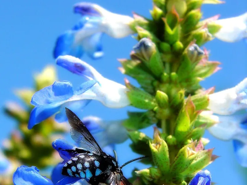 Bog sage (Salvia uliginosa) in flower