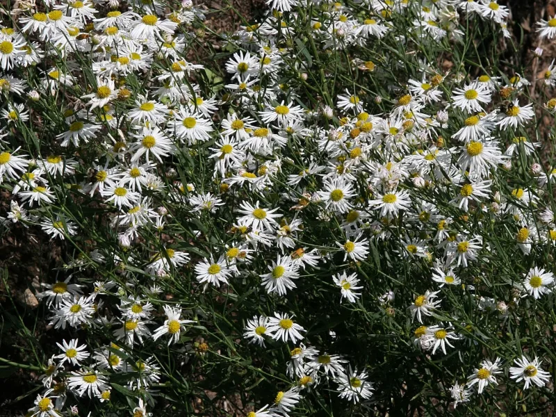 Boltonia 'Snowbank' (Boltonia asteroides 'Snowbank') in flower