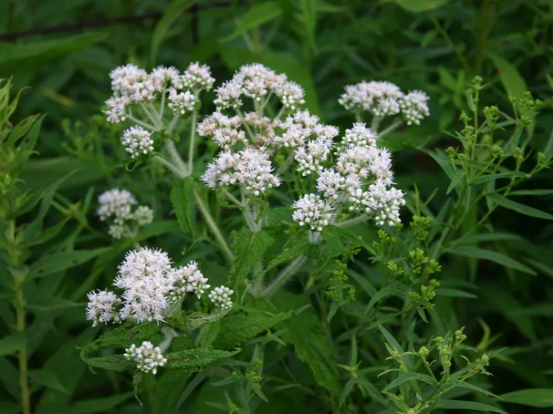 Boneset (Eupatorium perfoliatum) in flower