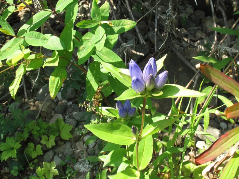 Bottle gentian (Gentiana andrewsii) in flower