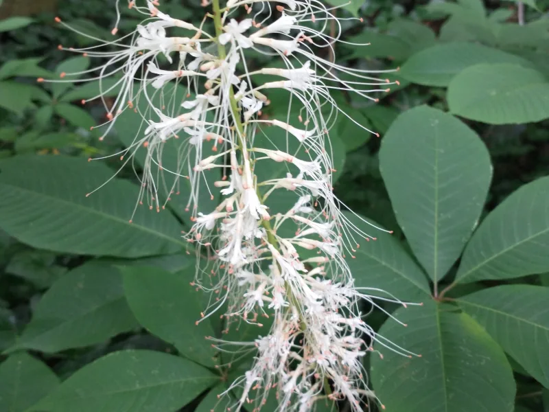 Bottlebrush buckeye (Aesculus parviflora) in flower