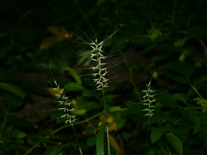 Bottlebrush grass (Elymus hystrix) in flower