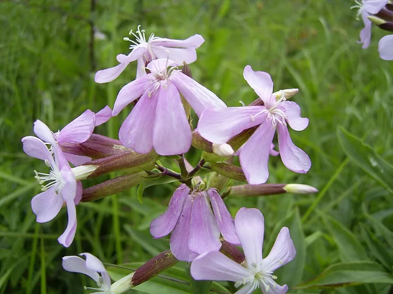 Bouncing Bet (Saponaria officinalis) in flower
