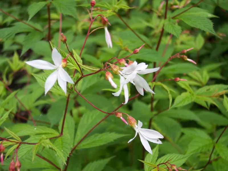 Bowman's root (Gillenia trifoliata) in flower