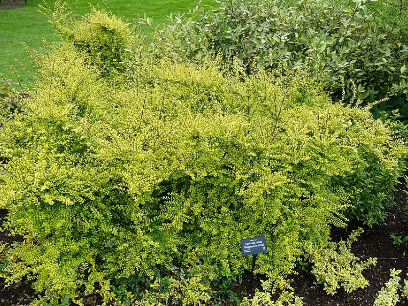 Box honeysuckle 'Baggesen's Gold' (Lonicera nitida 'Baggesen's Gold')