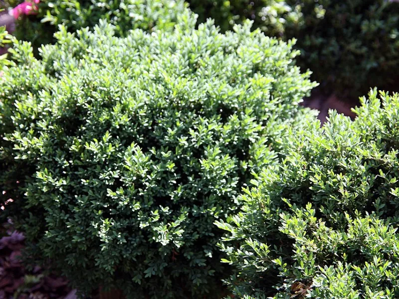 Boxwood 'Green Gem' (Buxus 'Green Gem')