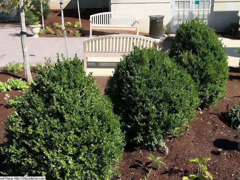 Boxwood 'Green Mountain' (Buxus 'Green Mountain')
