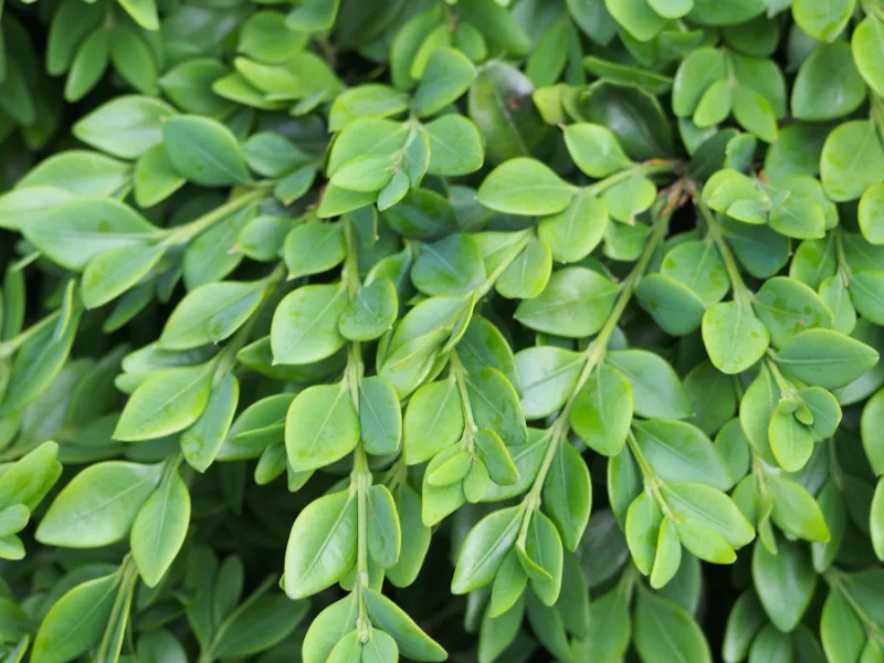 Boxwood 'Green Velvet' (Buxus 'Green Velvet')