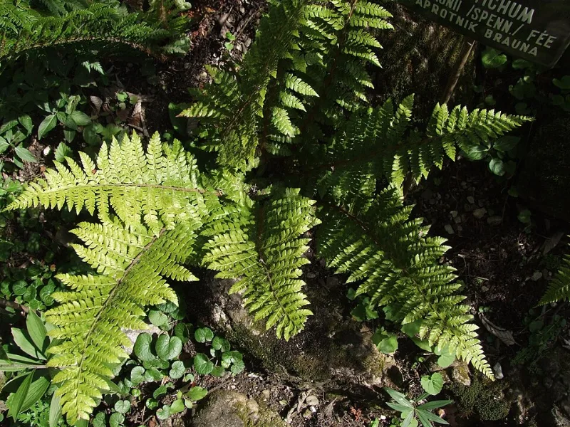 Braun's holly fern (Polystichum braunii)