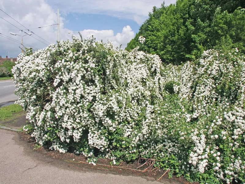 Bridal wreath spirea (Spiraea x vanhouttei) in flower