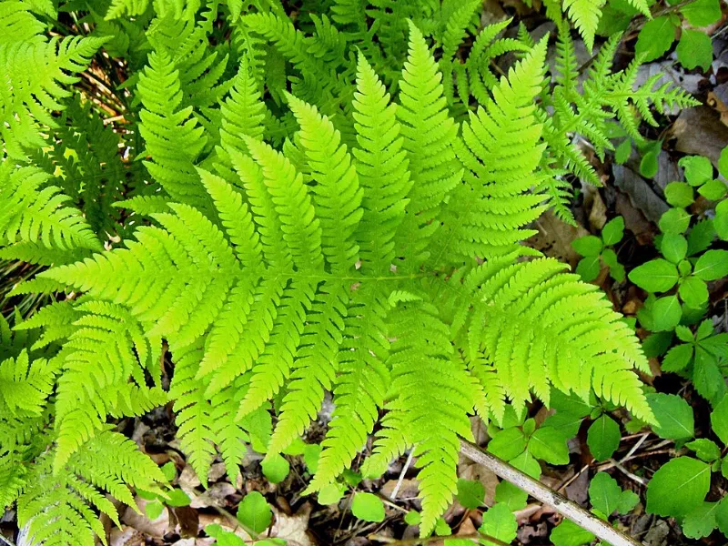 Broad beech fern (Phegopteris hexagonoptera)