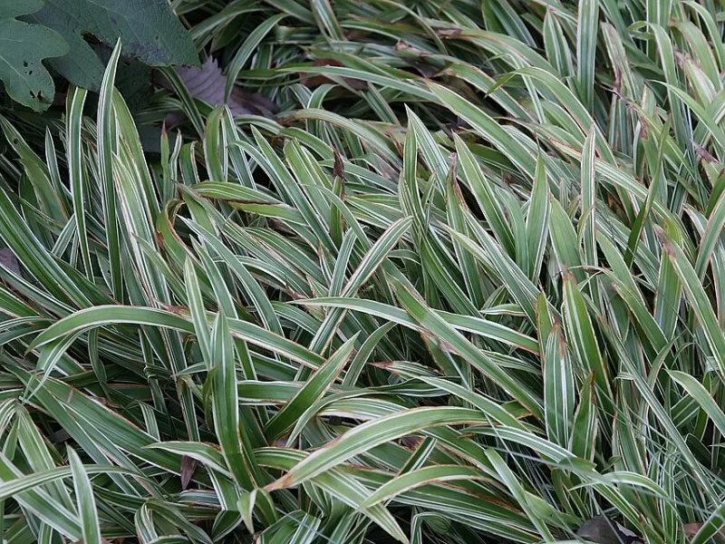 Variegated broadleaf sedge (Carex siderosticha 'Variegata')