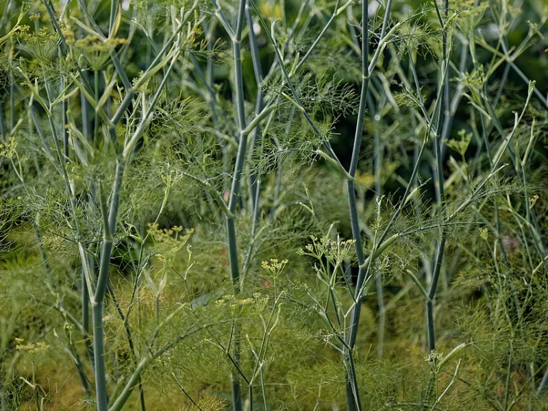 Bronze fennel (Foeniculum vulgare 'Purpureum')