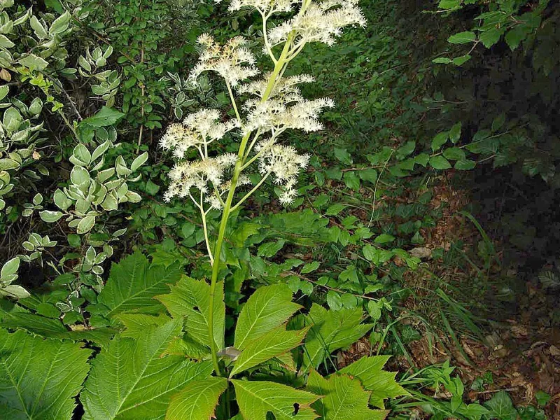 Bronzeleaf rodgersia (Rodgersia podophylla)