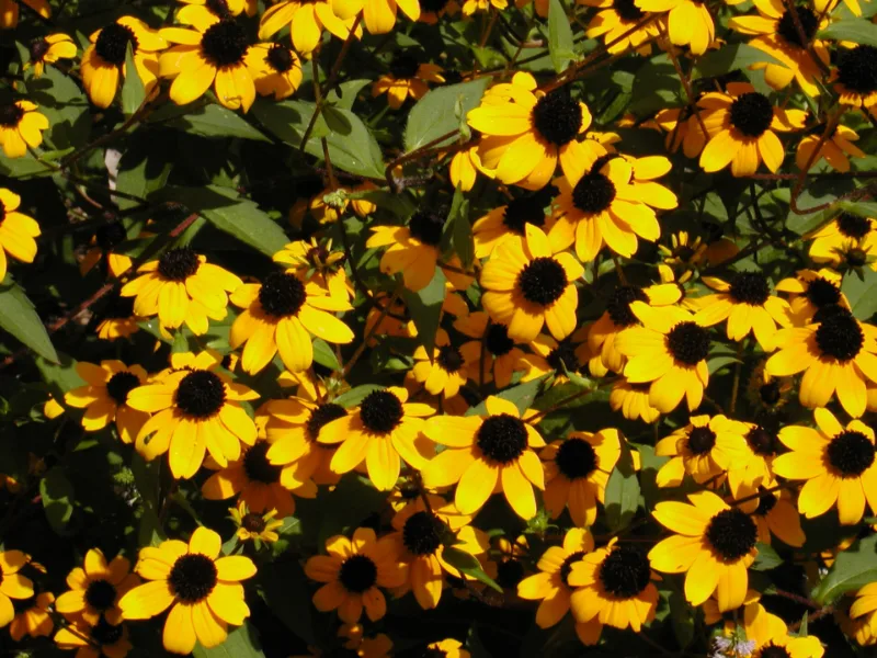 Brown-eyed Susan (Rudbeckia triloba) in flower