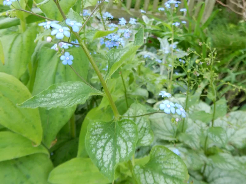 Siberian bugloss 'Jack Frost' (Brunnera macrophylla 'Jack Frost') in flower