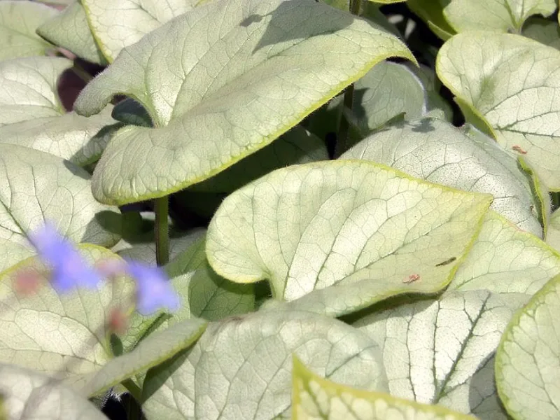 Brunnera 'Looking Glass' (Brunnera macrophylla 'Looking Glass') in flower